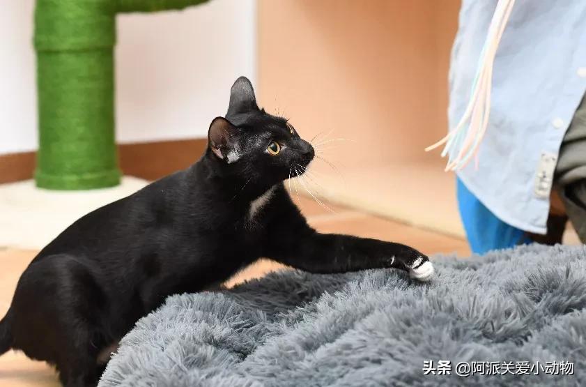 盖雪:信女愿一生荤素搭配,祈望这只拆家啊不,旺家猫找到新家