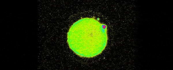 科学家发现精子与卵子,科学家发现精子和卵子