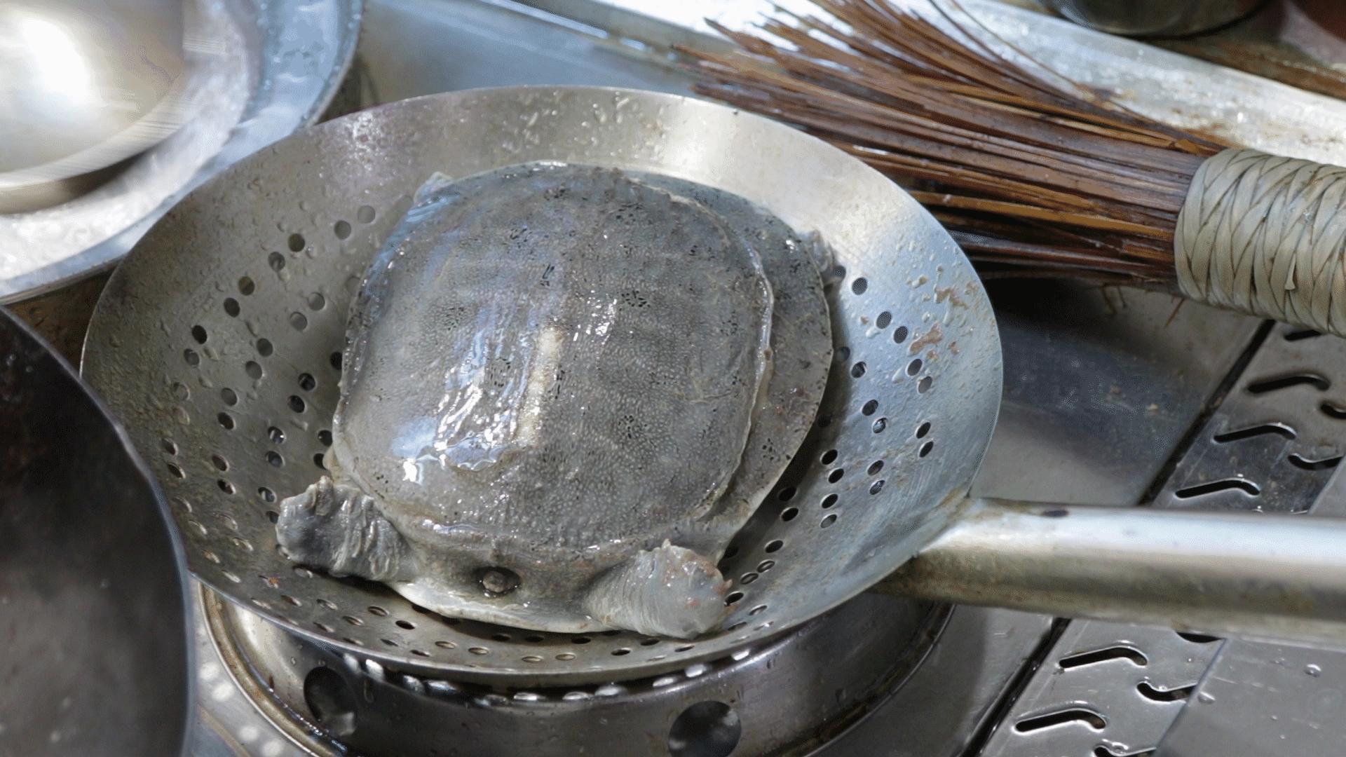 甲鱼汤怎么炖好喝营养又好还不腥,甲鱼汤怎么炖好吃家常做法