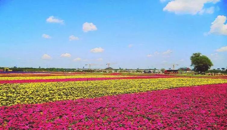 山东德州旅游小镇,山东德州市齐河县景区