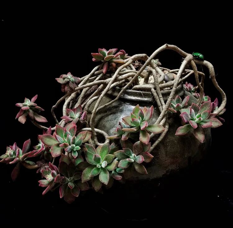 一盆仙人掌和一盆月季的故事,一个多肉的故事