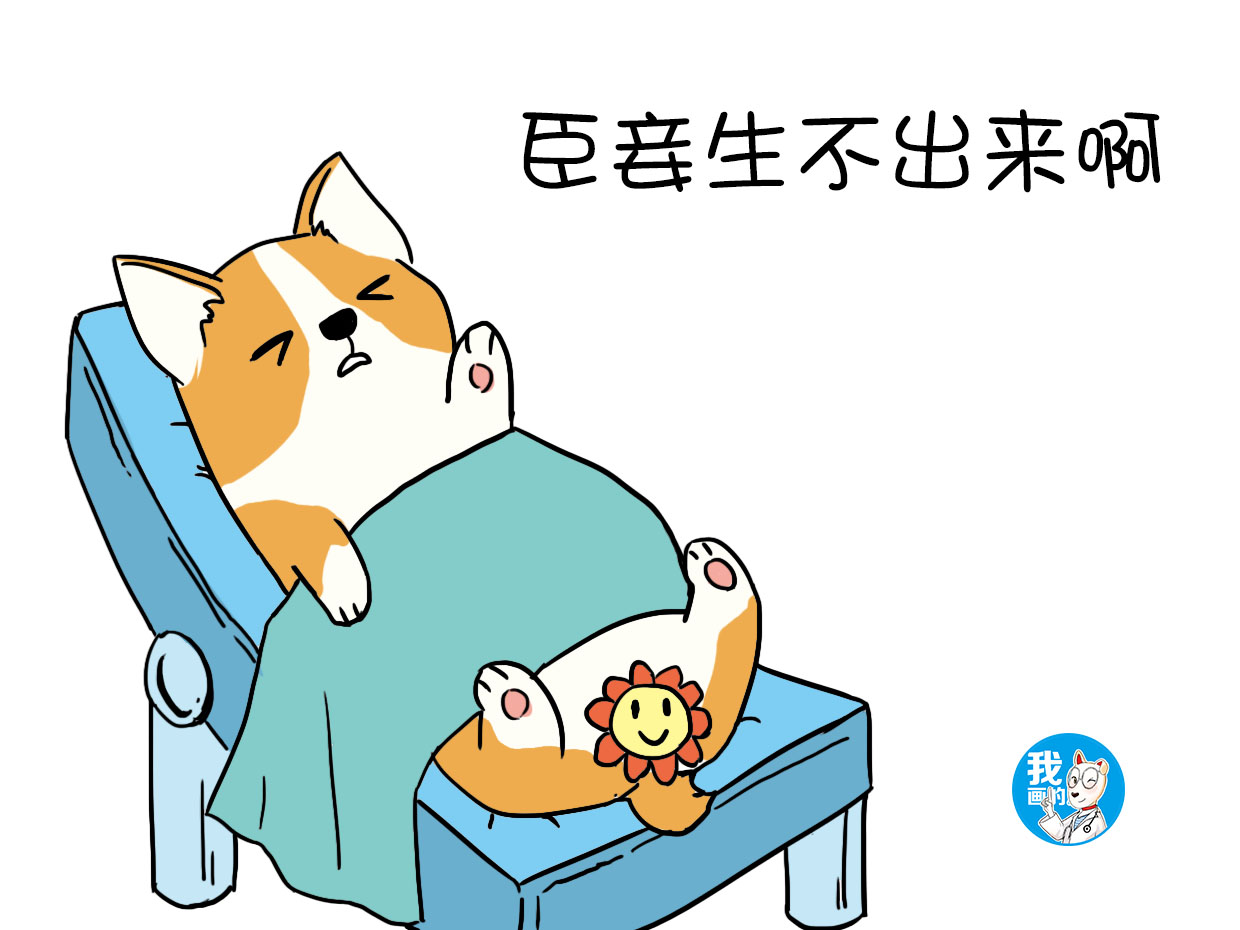 狗狗急性死亡铲屎官们该怎么处理,铲屎官必备狗狗常见病防治手册