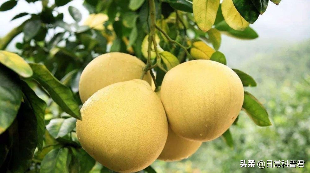 柚子买的没有水分怎么弄能好吃点,买的柚子苦咋办呢