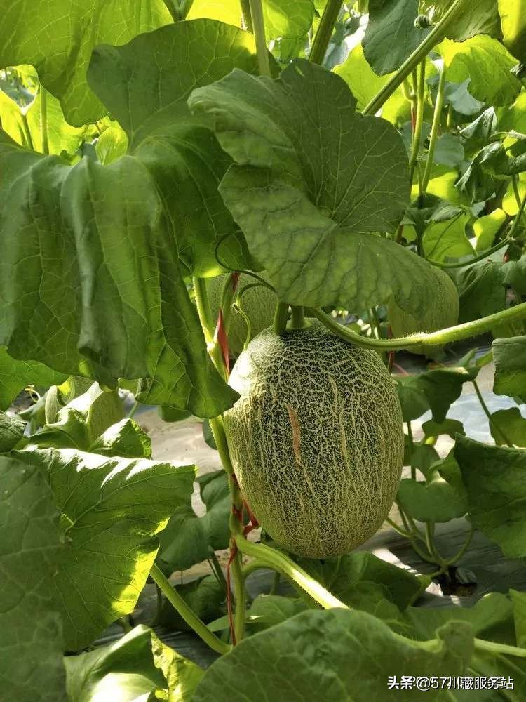 海南环岛骑行东线,海南西线环岛高速全程