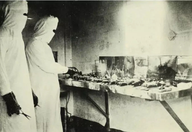 1910年东北瘟疫怎么解决的,十九世纪东北瘟疫