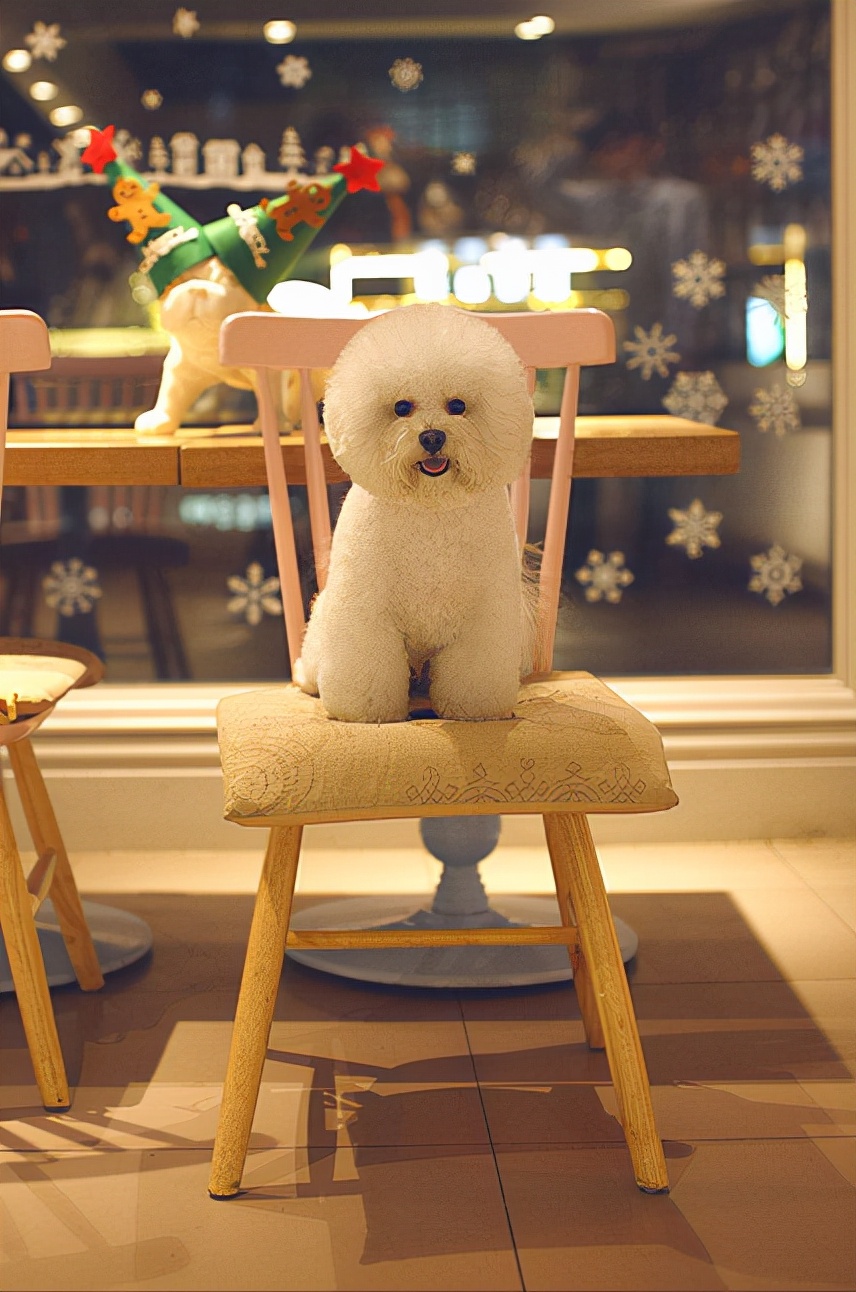 比熊犬好养活吗知乎,比熊犬好饲养吗知乎