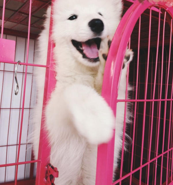 狗乱尿打了有用吗,狗在家里到处乱尿怎么纠正