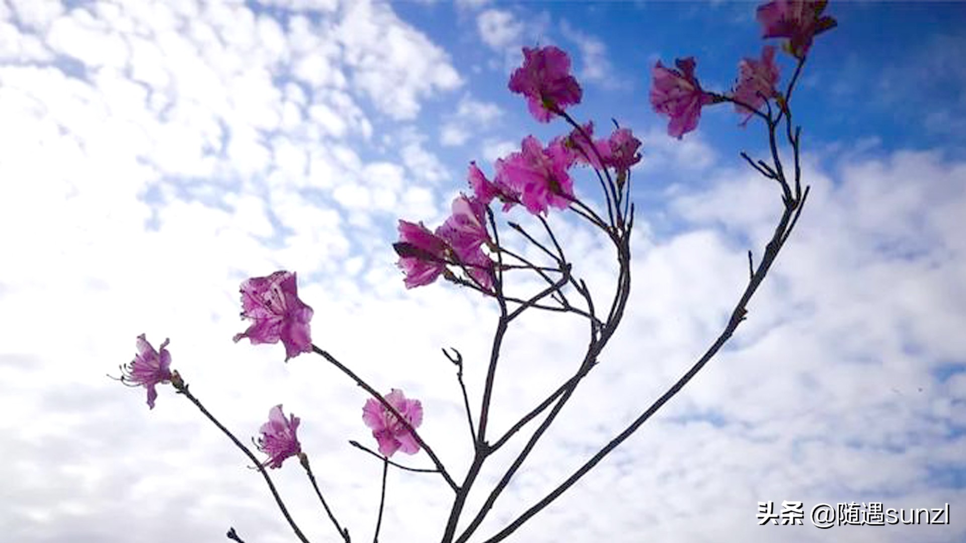 岫岩黄岭子映山红景区简介,岫岩开映山红在哪个地方