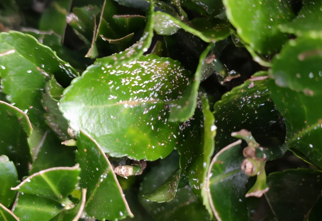 介壳虫种类图片大全,十种常见蚧壳虫图片