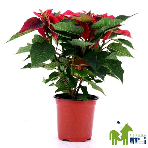 童马养殖方法和注意事项,童马植界沙漠玫瑰介绍