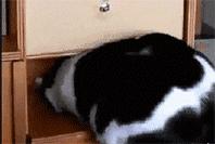 猫能被东西卡住动不了吗,猫好像被什么东西卡住一样