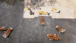 小短腿柯基居然有三个不同品种,小短腿柯基有多可爱