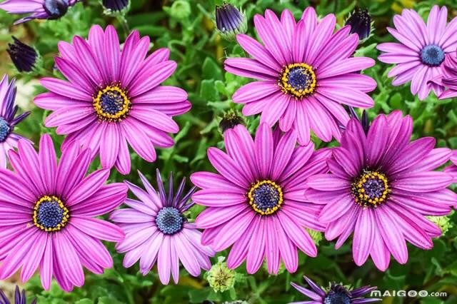 春天开的菊花类花卉大全,春季开花的波斯菊花