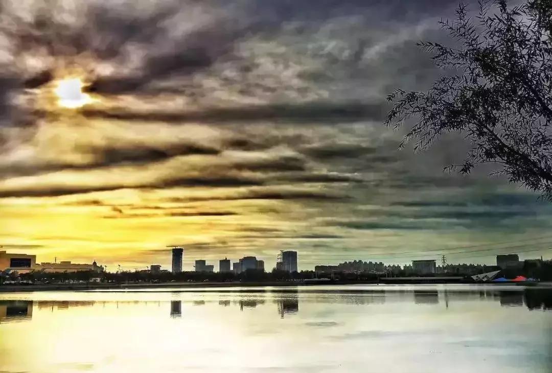 柳树礼赞初二作文,柳树礼赞作文800字