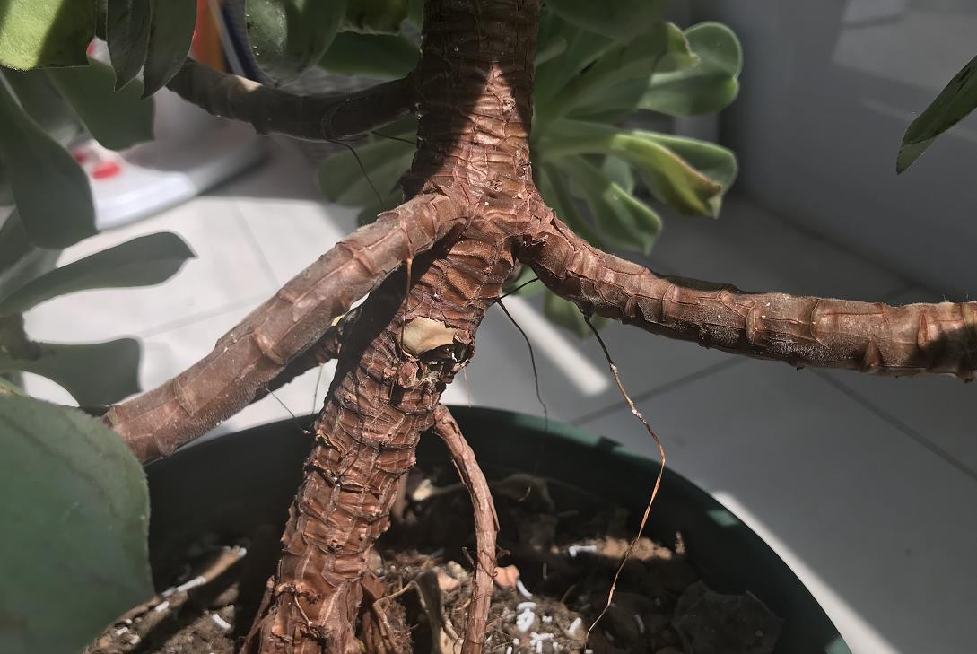 常见100种多肉玉龙观音,养了2年的多肉植物竟然是假的