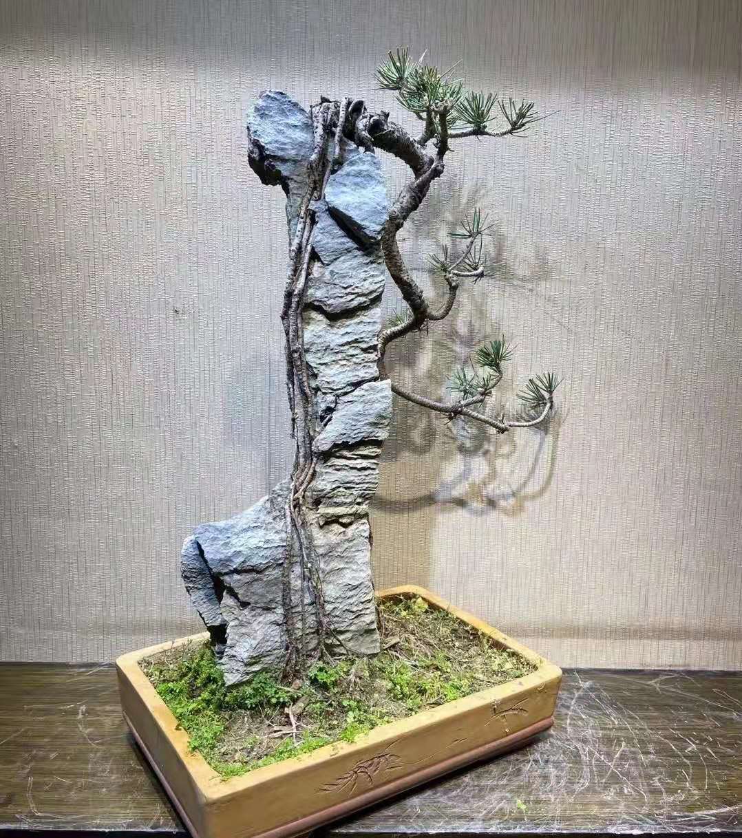 附石黑松的养护技巧 (大附石黑松)