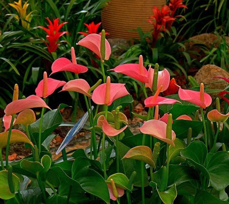 8种懒人花,爬墙爆花懒人月季