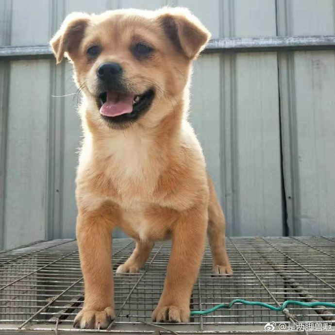 发布领养狗的朋友圈,发布宠物领养文字