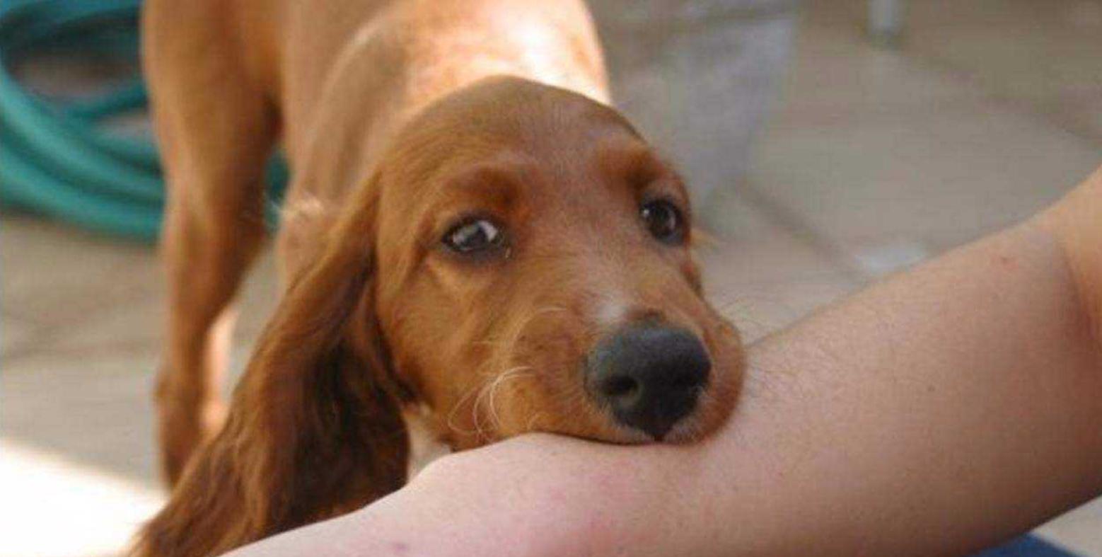 判断狗狗有没有狂犬病的三种方法,狗狗有这几种症状多半是狂犬病