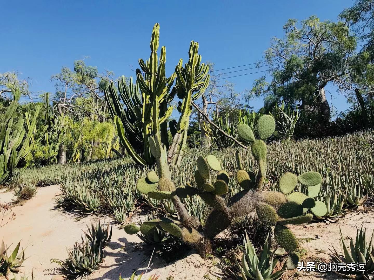 厦门四天自由行攻略最详细,厦门自由行攻略5天详细
