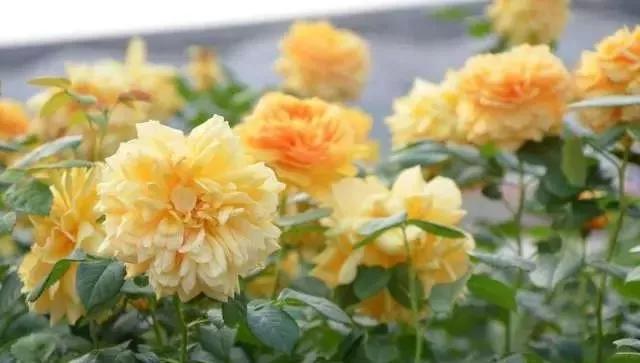 给大家介绍一下玫瑰品种,玫瑰的品种及特点介绍