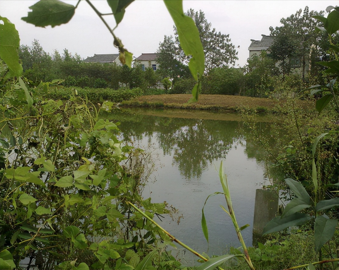 农村鱼塘为什么不能养鱼,农村的鱼塘为什么不用换水