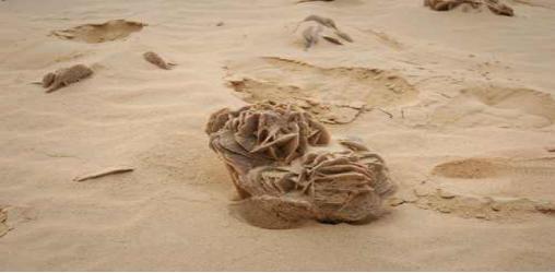 沙漠里的石头有哪些,沙漠能走的石头