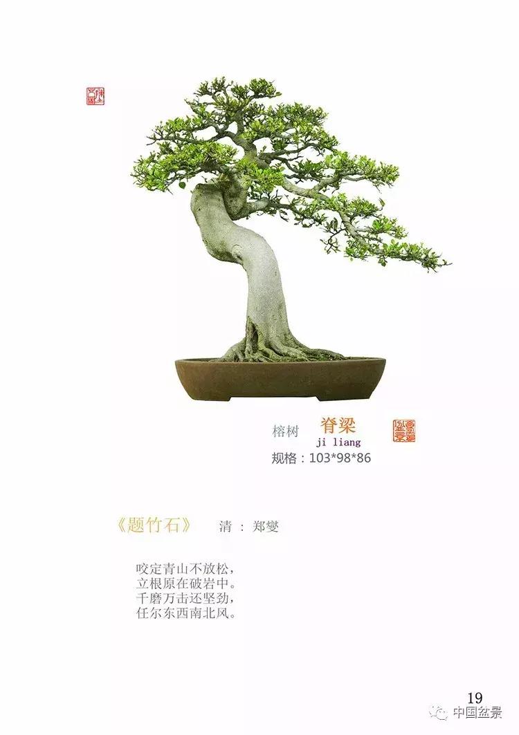 陈文图老师,陈文图盆景欣赏