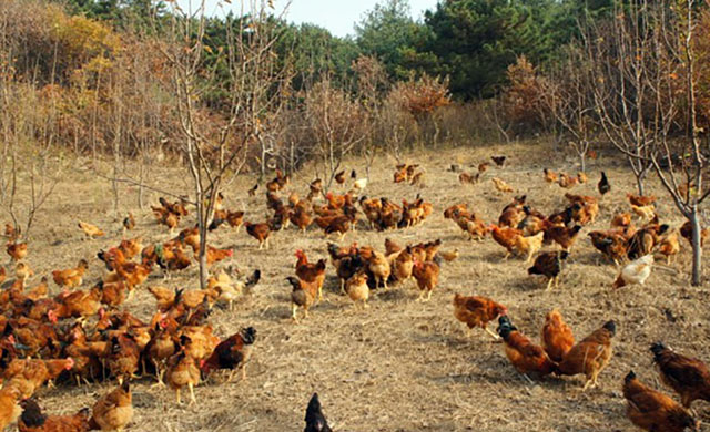 鸡眼睛肿流泪眼里有气泡,鸡眼睛肿带有气泡怎么治疗