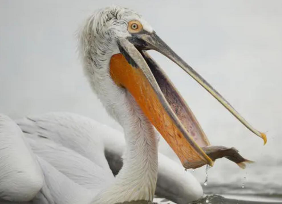 恐龙灭绝之后的大鸟,时隔80多年神秘大鸟再次现身