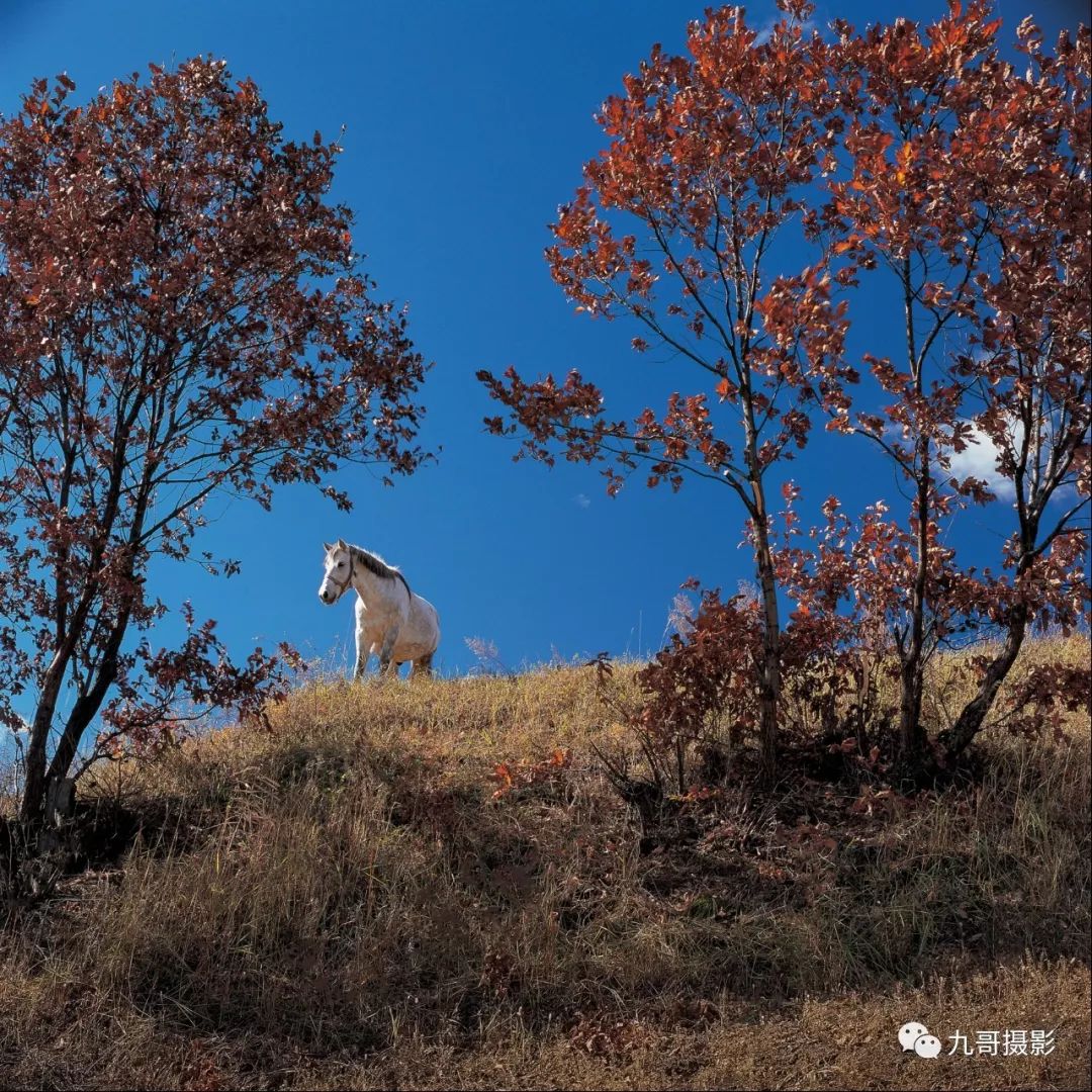 大美坝上草原全景,大美坝上风光系列之一