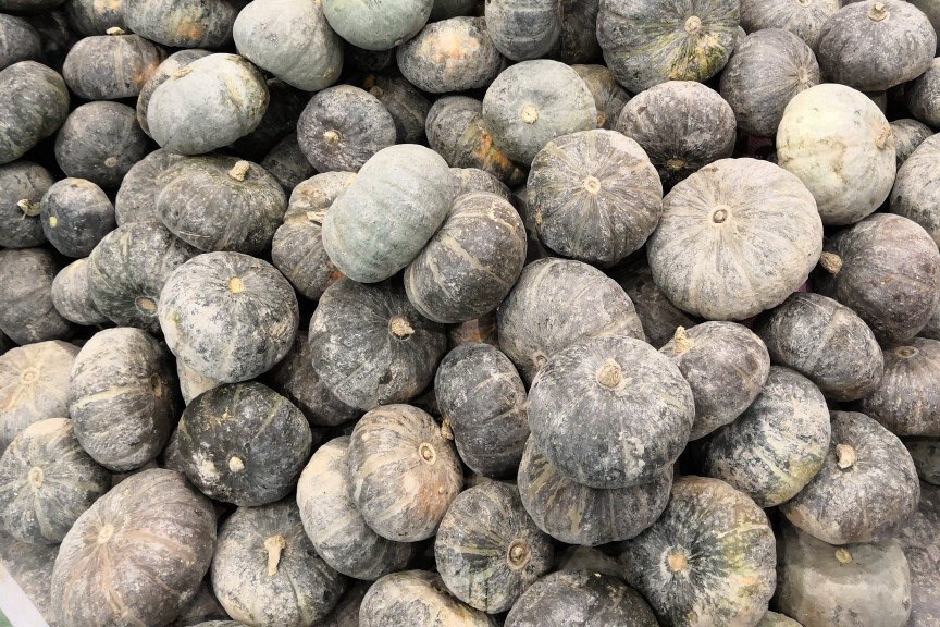 南瓜不结瓜怎么管理,南瓜只长藤不开花怎么回事