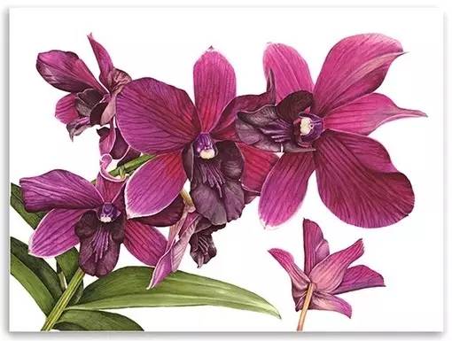 超写实绘画真实吗,超写实的植物绘画