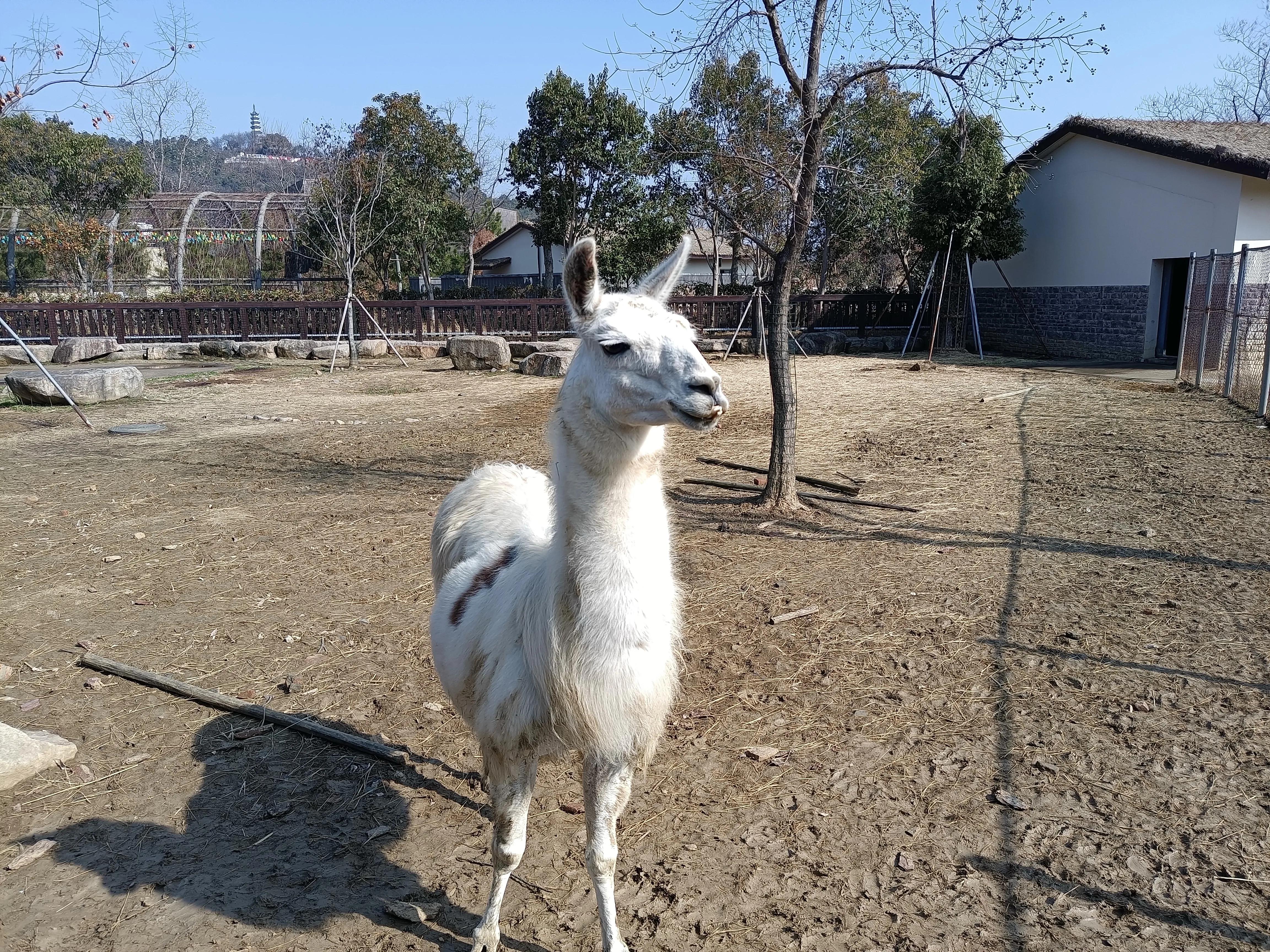 上方山森林公园作文,上方山森林公园动物世界