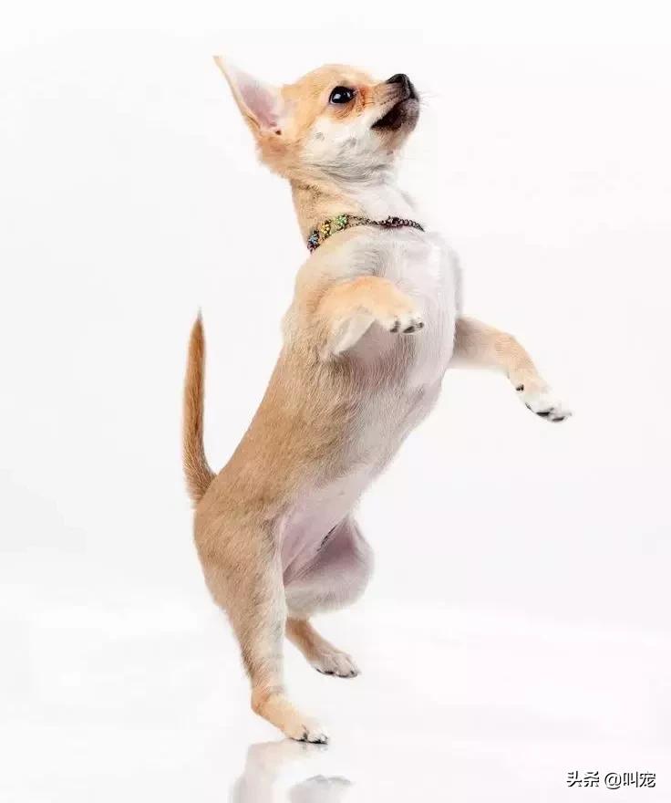 如何解决宠物的“节后综合症”？