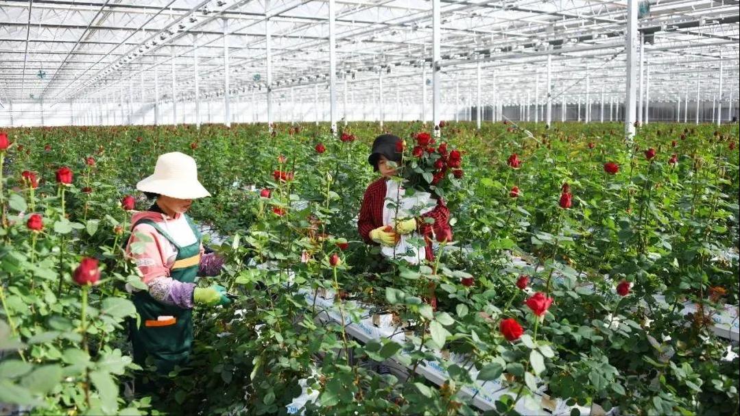 智能化玫瑰种植大棚,3000亩超大阳光玫瑰种植基地