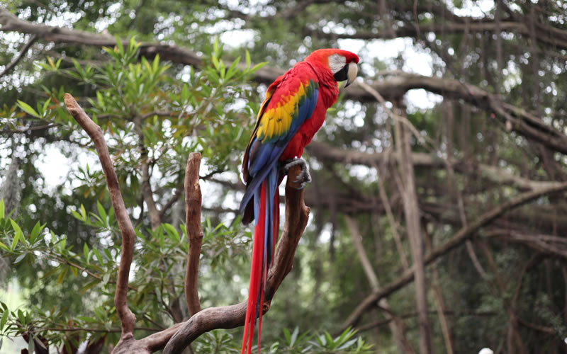 广州一日游长隆野生动物园日记,广州长隆野生动物世界参观指南