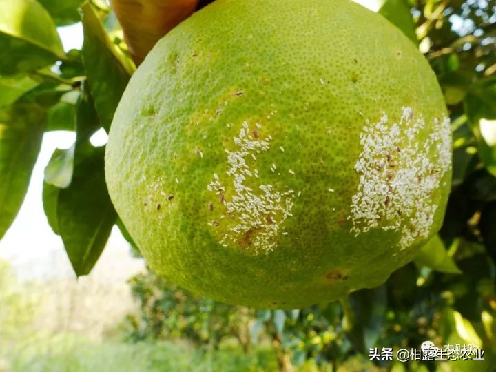 10类常见虫害高清图谱含防治方案,20种病虫害防治集合