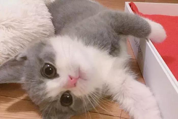 猫咪怀孕怎么才知道,猫咪怀孕怎么办呀