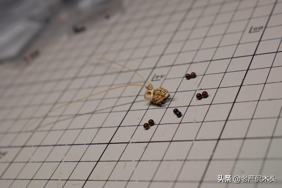 昆虫标本树脂竹节虫,昆虫标本制作竹节虫