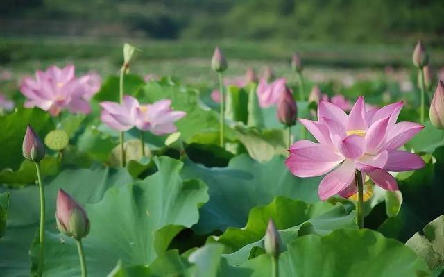 科普端午节和吃粽子的由来,端午粽百科