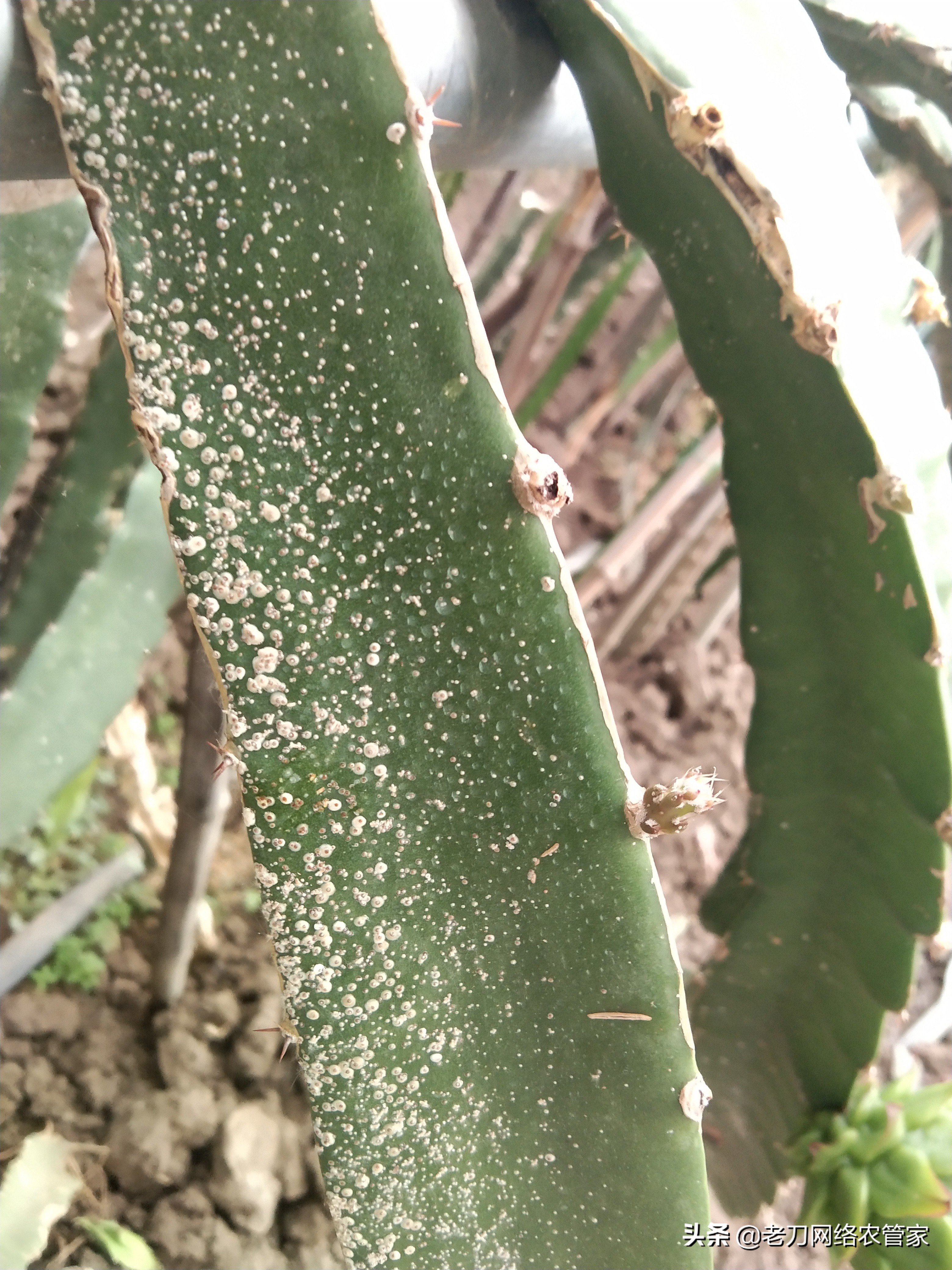 枝条全是白色东西？一看真吓人！到底咋回事？