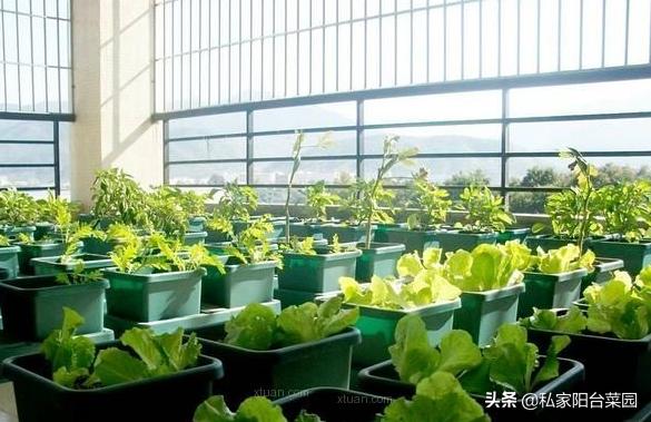 阳台种菜小飞虫用什么药,阳台种菜有小飞蛾蚊虫怎么处理