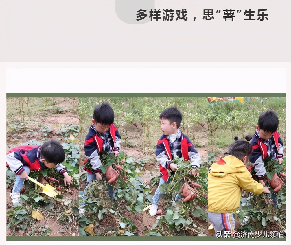 幼儿园红薯生成课活动方案,幼儿园科学教案红薯的成长过程