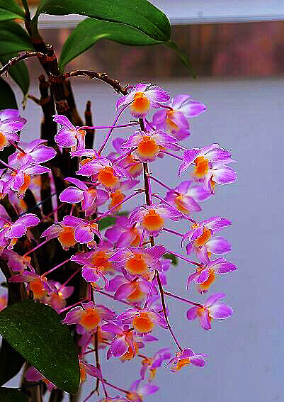 大自然石斛花,哪种石斛花好看又好吃