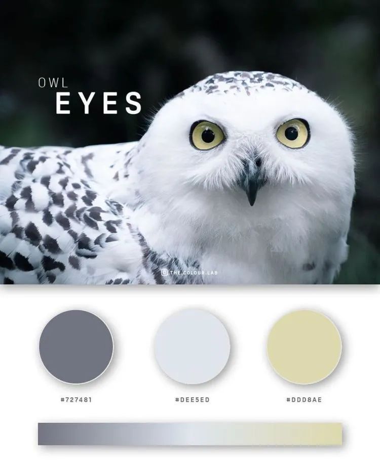 动物配色大全视频,配色的设计灵感