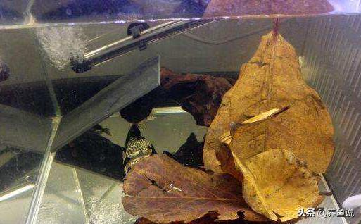 测试鱼缸水质酸碱度的方法,鱼缸水质酸碱度用什么材料调理