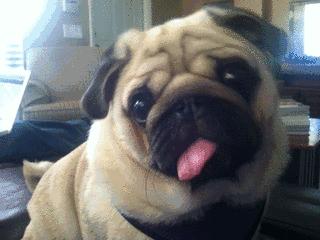 这9种狗狗最适合女人养了,最适合新手养的三种狗狗