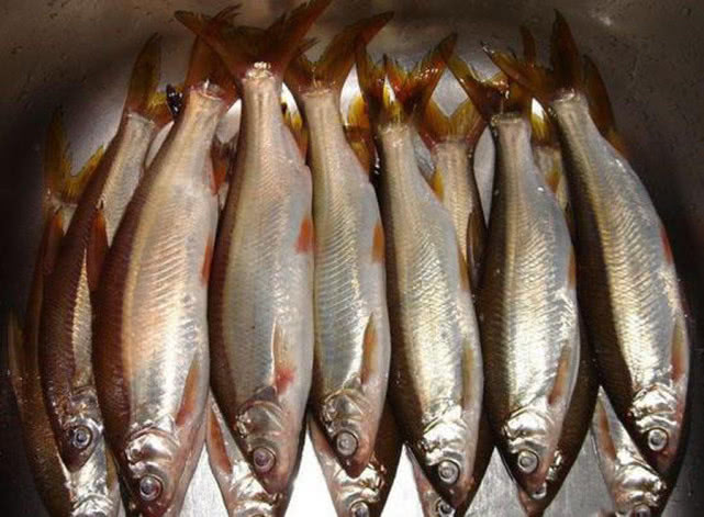 胖头鱼有什么钓法和技巧,小嘴鱼红尾黄的最佳钓法