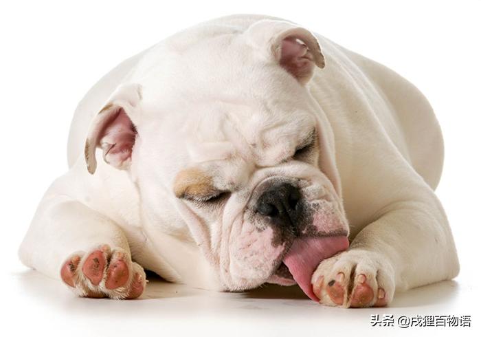 震惊狗狗的行为,震惊狗狗吃饭视频